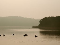 IMGP8590-Svaner-i-Hald-Soe